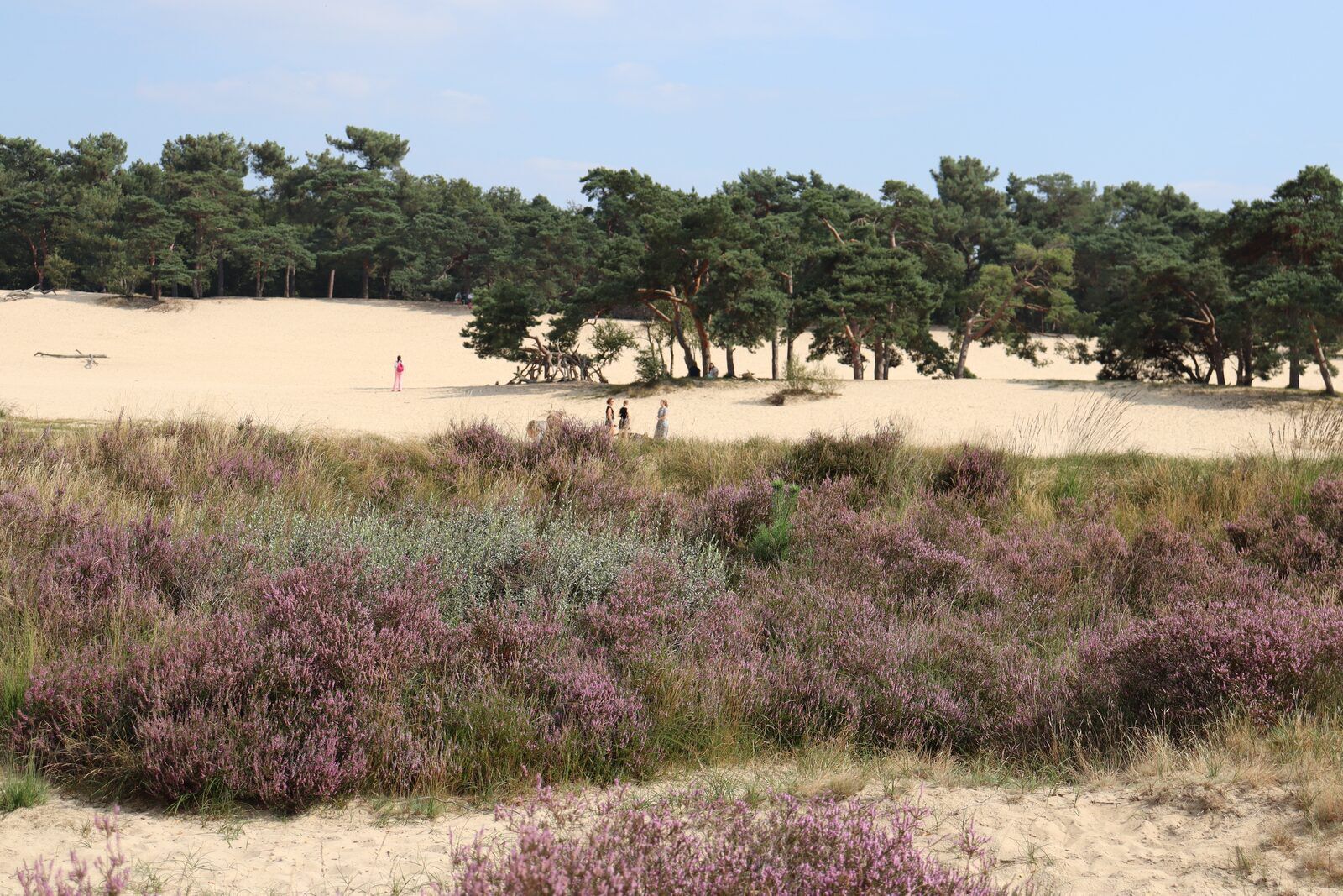 Loonse en drunense duinen